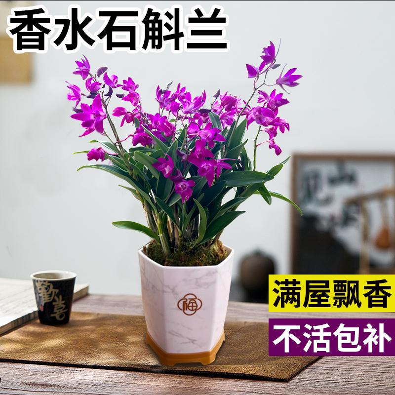 【浓香型】香水石斛兰带花发货