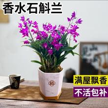 香水石斛兰盆栽带花苞水培名贵兰花卉室内绿植好养净化空气兰花苗