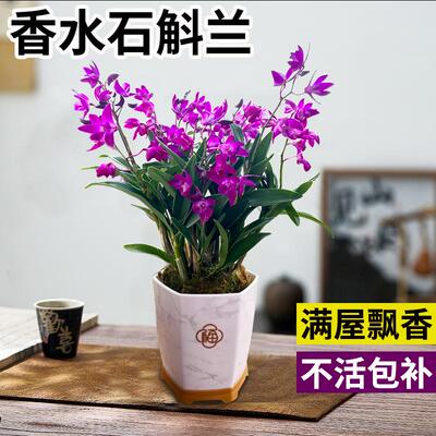 【浓香型】香水石斛兰带花发货