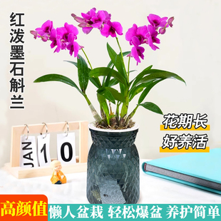 红泼墨石斛兰兰花苗室内好养兰花办公室桌面绿植净化空气水培植物