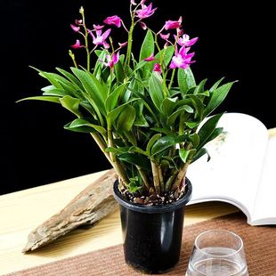 绿植红泼墨石斛兰花盆栽带花苞 香水石斛兰花苗花卉植物室内好养