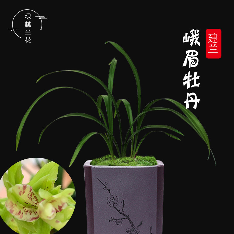 兰花苗 峨眉牡丹建兰多瓣奇花夏带花苞好养 阳台花卉绿植室内盆栽