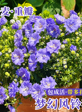 丹麦重瓣紫色风铃花鲜花带多花苞盆栽意大利酒杯蝴蝶兰文心兰石斛