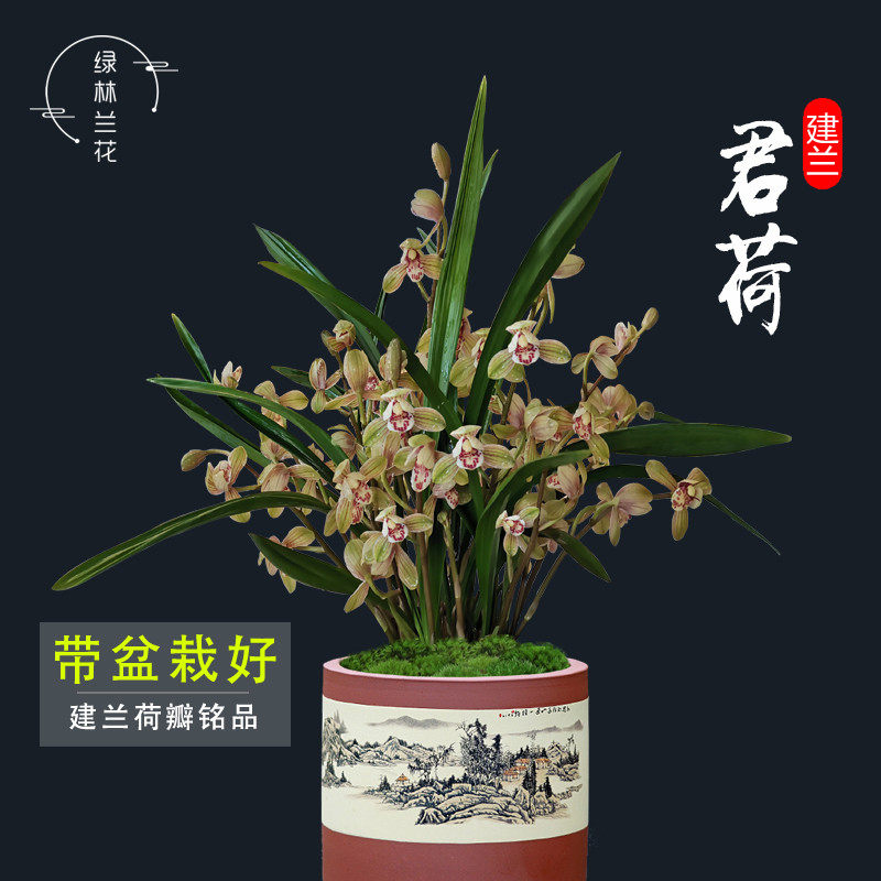 兰花苗建兰四季兰荷瓣 君荷 夏带花苞好养浓香室内花卉绿植物盆栽
