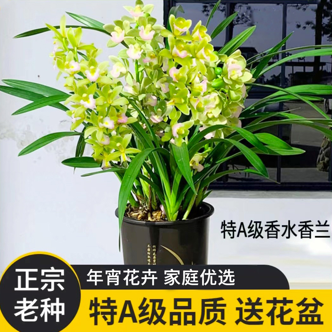 香水香兰年底带花好养花卉