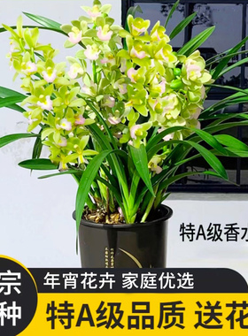 【T级香水香兰】高端年宵花卉室内绿植好养兰花苗盆栽现带花苞