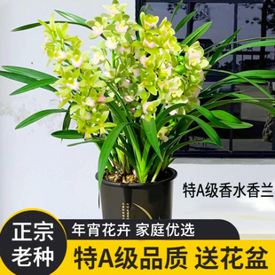 高端年宵花卉室内绿植好养兰花苗盆栽现带花苞 T级香水香兰