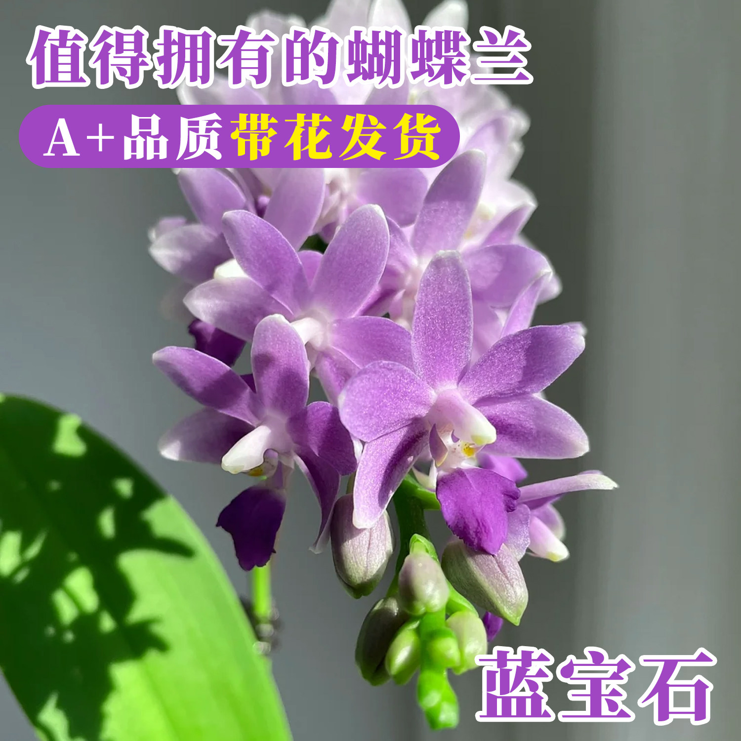 轻奢马卡龙蝴蝶兰蓝星蓝宝石带花苞盆栽香奈儿室内鲜花卉好养精品