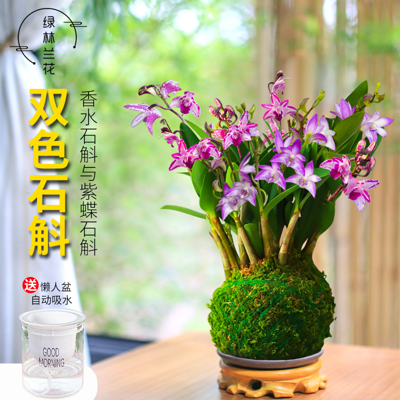 双色石斛，一盆赏两花色