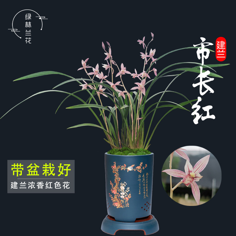 市长红兰花苗 建兰红花夏带花苞出售好养新手需备室内花卉盆栽