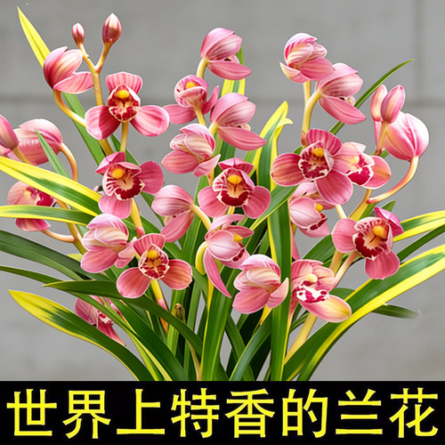 矮种金边名贵兰花苗夏带花苞盆栽