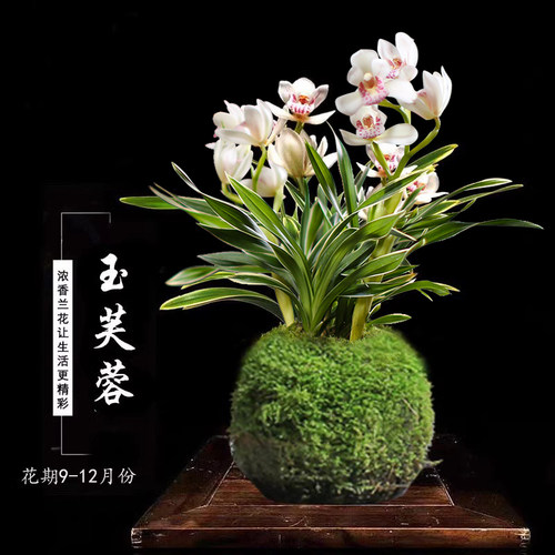 建兰金边矮种玉芙蓉好养易成活