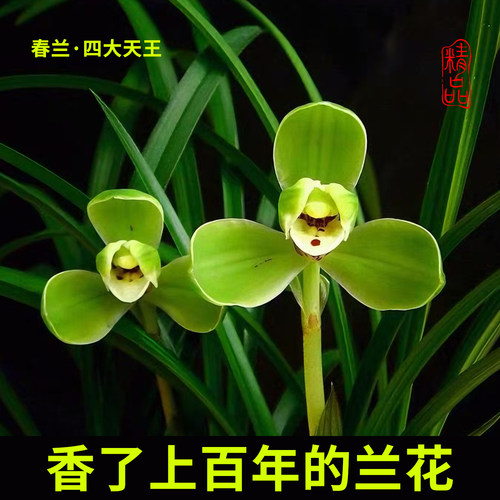 好养名贵兰花老种宋梅带花苞盆栽