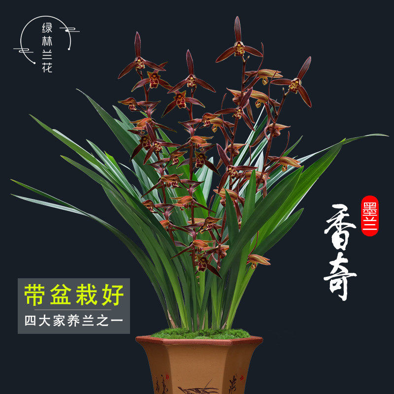 兰花苗 墨兰报岁兰草 香奇 冬带花苞出售好养居家绿植过年开花卉