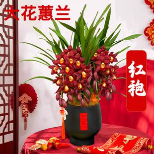精品大花蕙兰红袍盆栽带花苞办公室客厅摆件兰花苗花卉年宵花送礼
