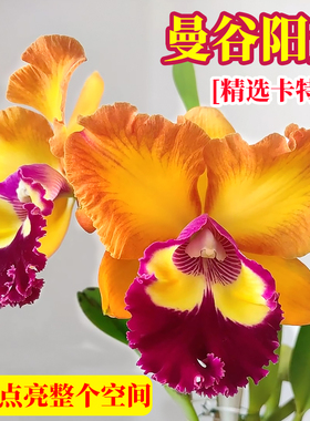 精品东南亚优质卡特兰花苗盆栽室内外办公室阳台桌面花卉好养绿植