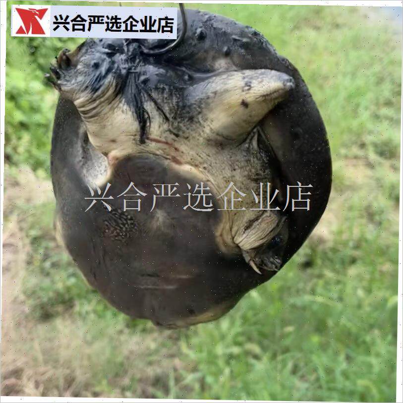 新款甲鱼钩子打甲鱼钩子王八钩鲶鱼G黄鳝钩子不锈钢鳖钩伸缩杆全,