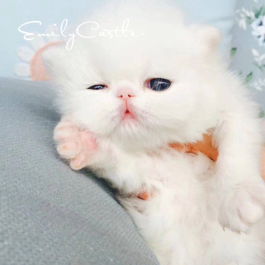 波斯猫幼猫活体纯白波斯猫鸳鸯眼异瞳纯白异长加菲猫纯白长毛加菲