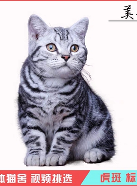 纯种美短猫起司加白幼猫 纯种家养美短虎班幼崽猫咪活体健康小猫
