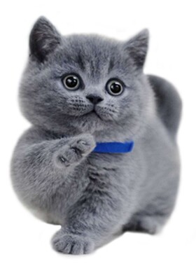 纯种英短幼崽渐层小猫咪