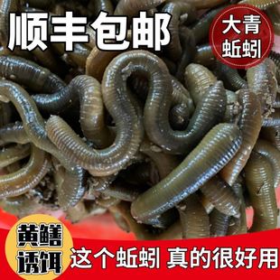 黑蚯蚓活饵泥土牛粪腥臭包活腥味小号溪流中号鲫鱼浓腥大号鱼料