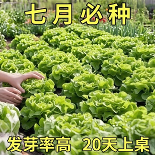 奶油生菜新鮮蔬菜葉菜類生菜生吃涼拌甜脆多汁沙拉菜農(nóng)家自種生菜