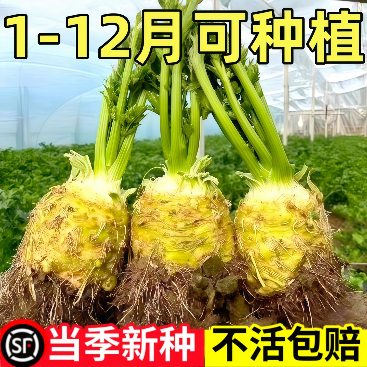 四季地中海根芹种子根芹种球菜种籽芹菜种子盆栽蔬菜种子庭院种植