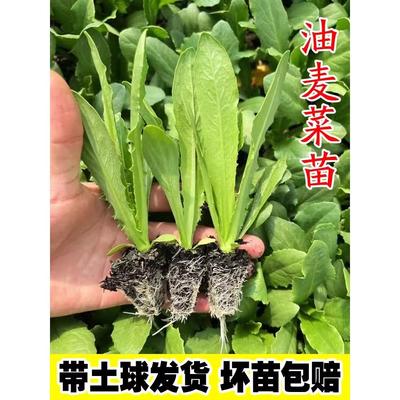 油麦菜秧苗水培四季蔬菜苗