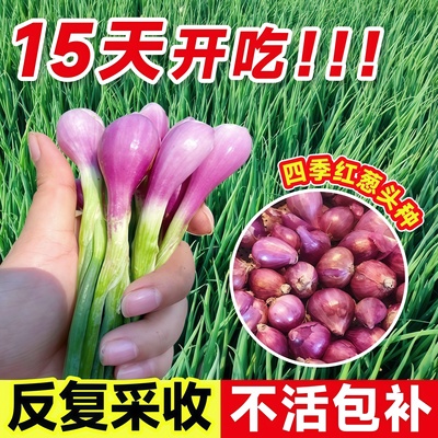 四川正宗红葱四季小香葱红根香葱根苗盆栽阳台四季种植新鲜红葱头