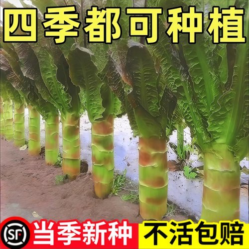 四季莴笋种子青皮青肉香莴笋