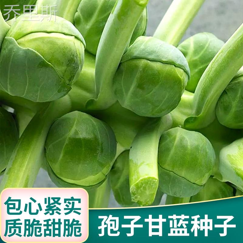 菜心包心抱种甘蓝孑菜子菜孢种