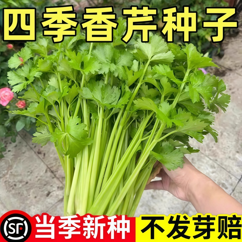 【四季小香芹种子】耐寒四季水果芹菜种子苗老品种庭院阳台盆栽种