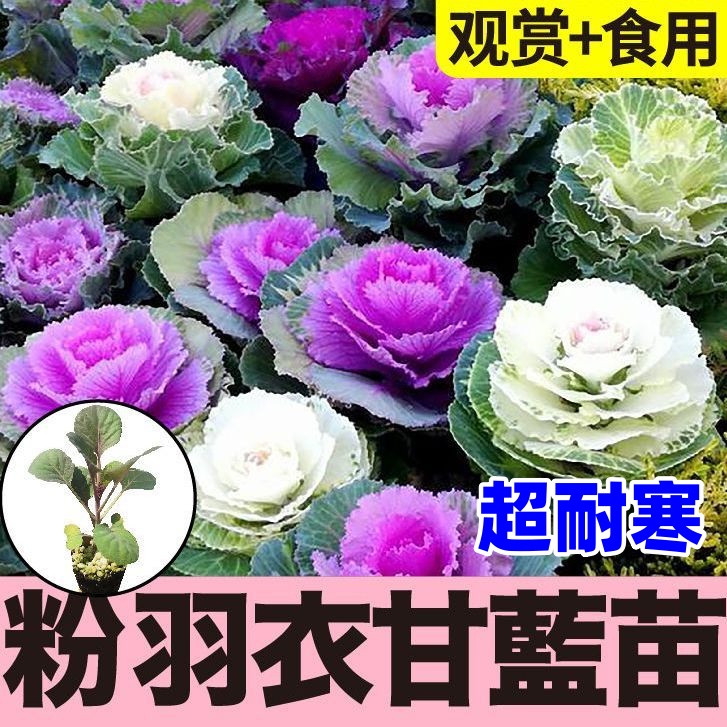 粉羽衣甘蓝苗秧带土球白绿紫粉羽衣甘蓝种子四季耐寒耐热盆栽寿光
