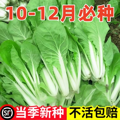 四季小白菜四季蔬菜耐热耐寒速生阳台小青菜庭院盆栽快菜种籽