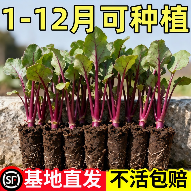 十月红菜苔秧苗蔬菜种苗盆栽湖北菜苗秋冬季阳台种植菜四季种植