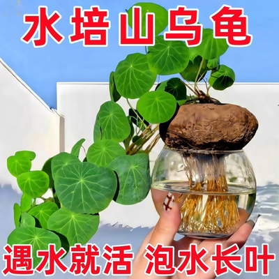 红藤山乌龟盆栽金不换植物桌面爬藤绿植水培多肉圆叶山乌龟带芽