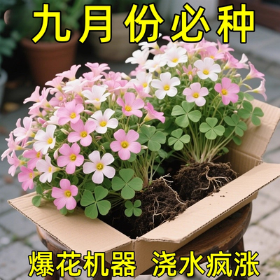 紫叶酢浆草多年生幸运三叶种球种子根盆栽庭院花卉观花植物室内花