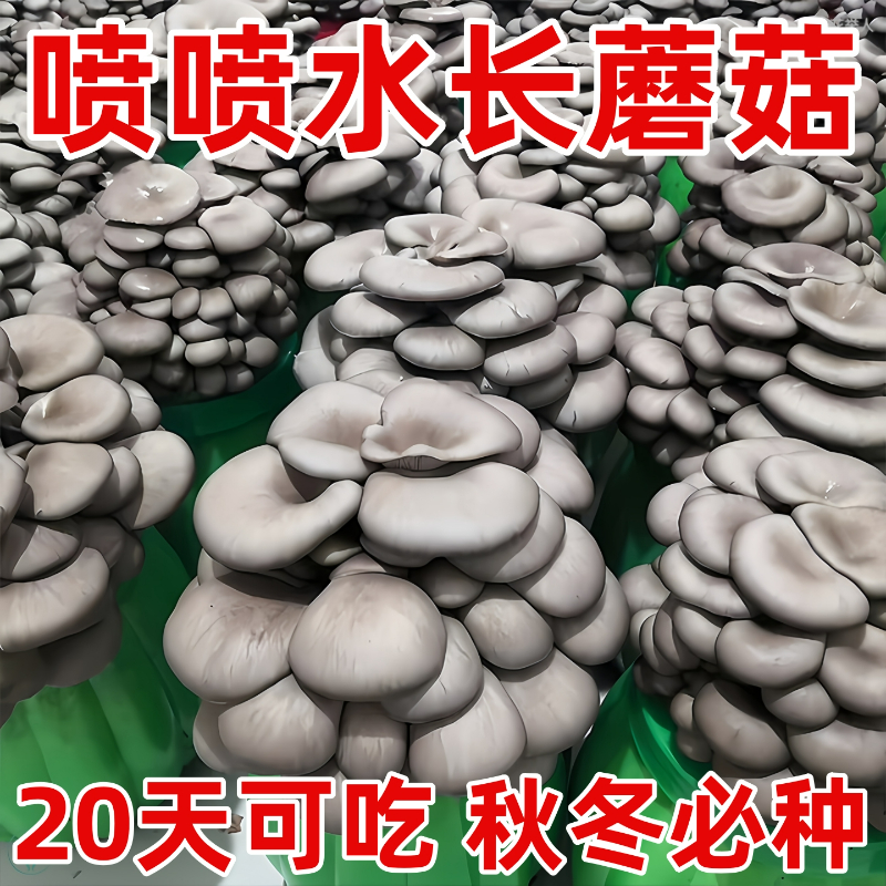 蘑菇种植包菌种菌菇蘑菇菌包香菇平菇儿童家庭新鲜可食用菌棒盆栽