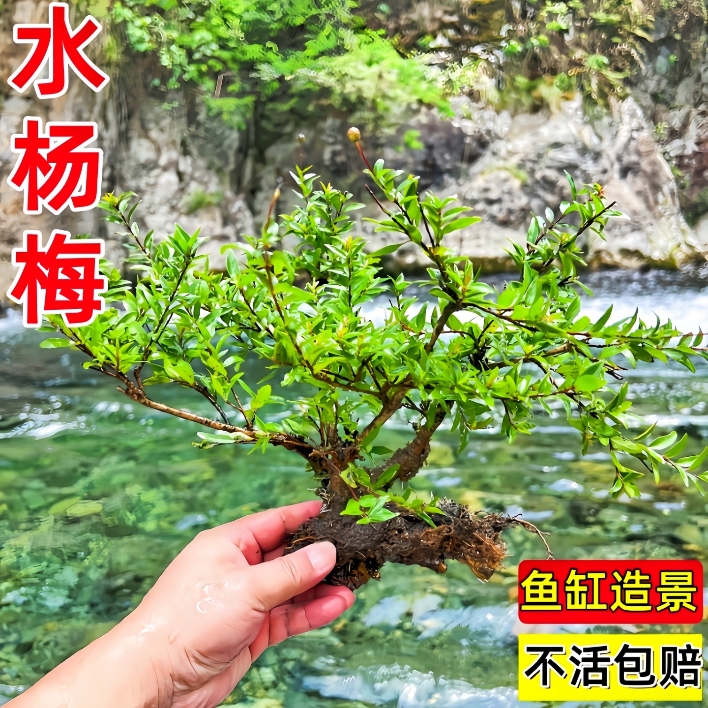 水杨梅水培老桩生态鱼缸造景绿植水草雨林水陆盆栽净化懒人植物