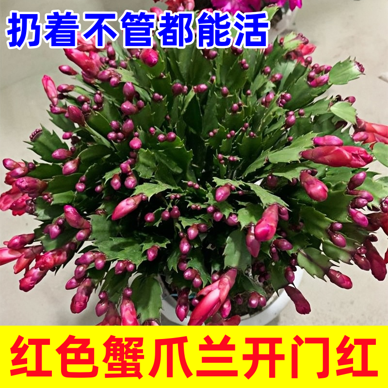 新品重瓣蟹爪兰盆栽带花苞
