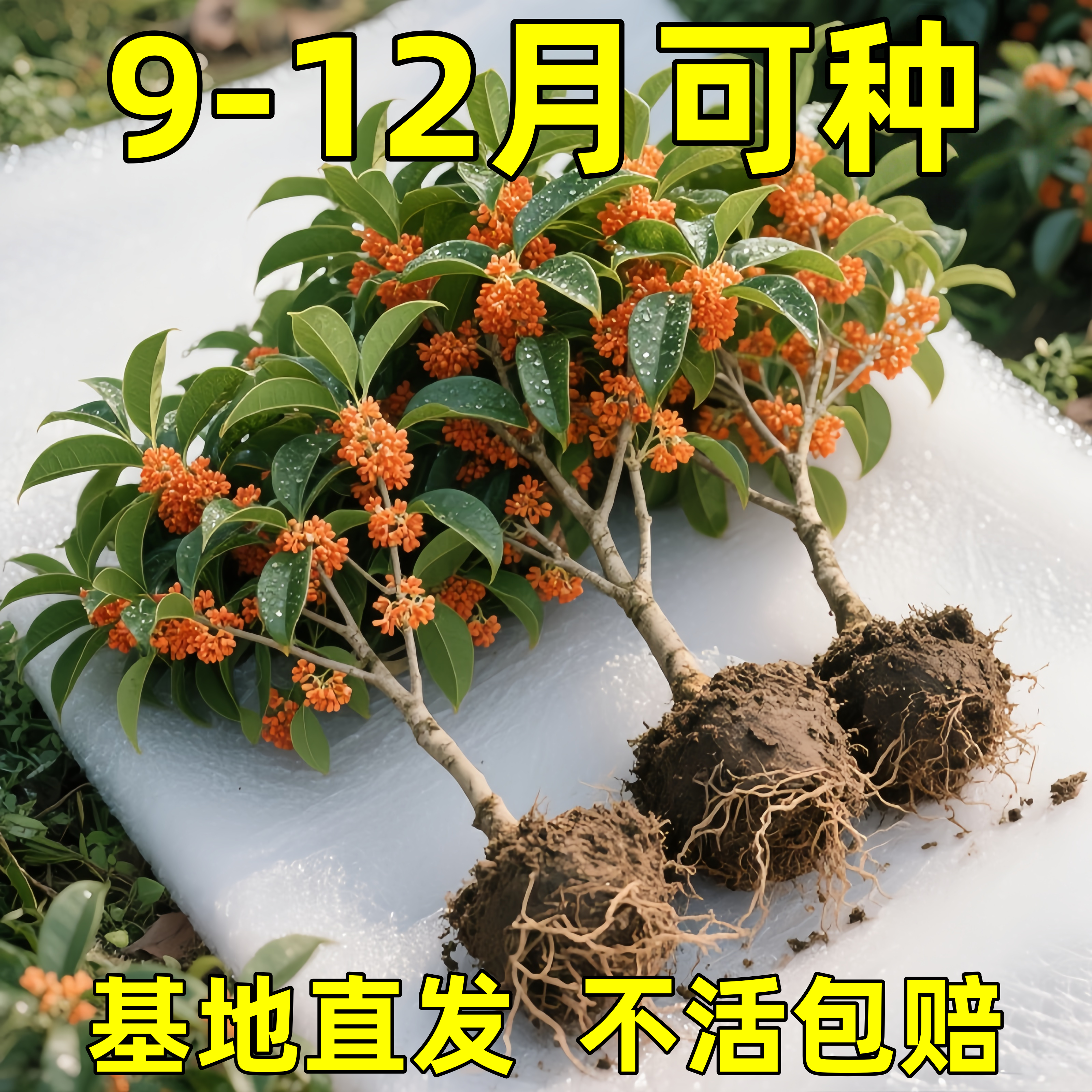 四季桂花树苗金桂庭院浓香原生地栽室内外盆栽八月丹桂花卉绿植物