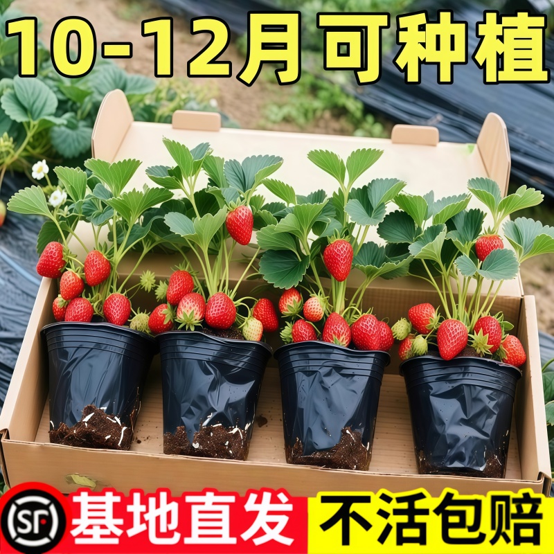 四季草莓秧苗盆栽草莓苗带盆带土奶油草莓苗大苗阳台种植当年结果