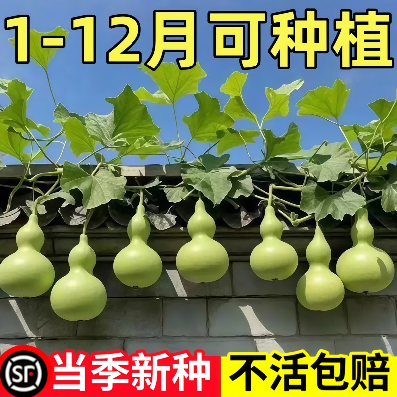 葫芦种子阳台庭院盆栽当季新种观赏食用文玩手捻八宝大全种子