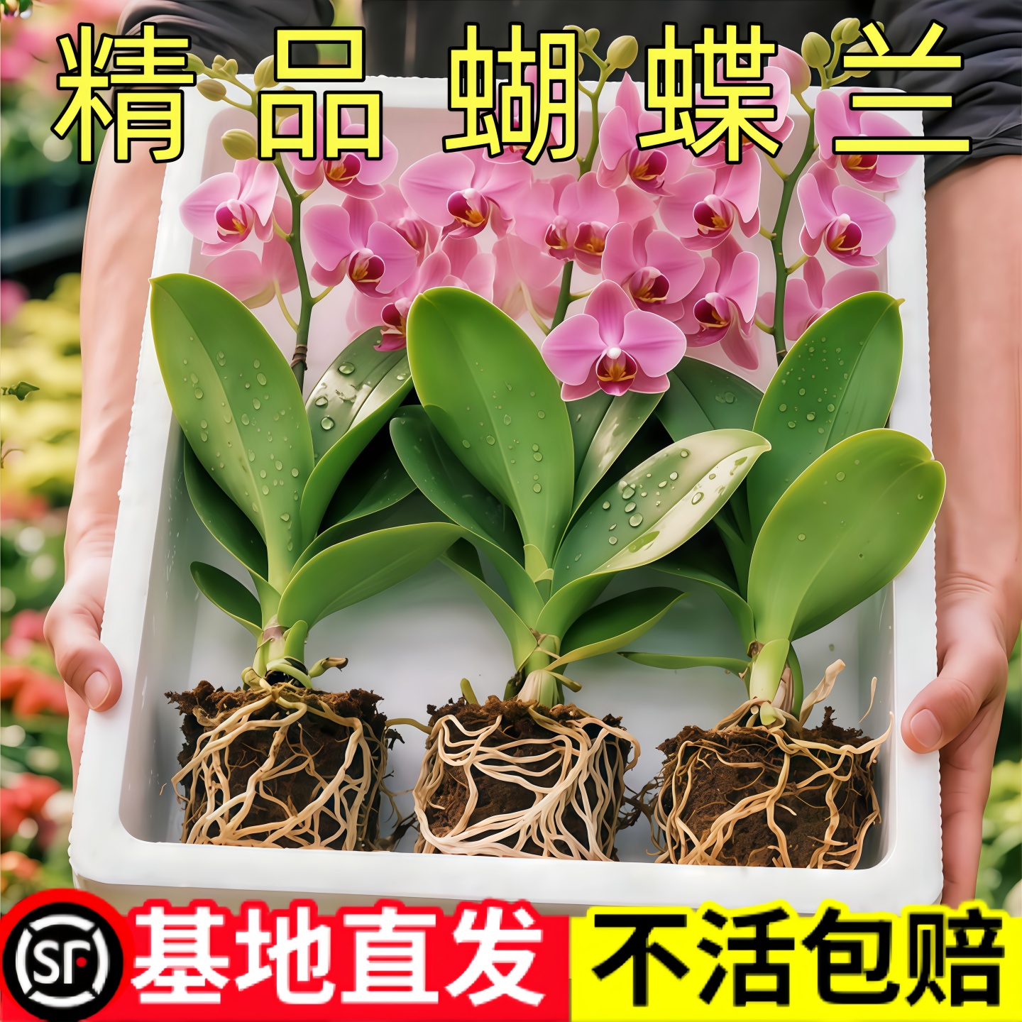 蝴蝶兰盆栽带花剑带花苞花卉秋冬客厅兰花大苗室内植物四季好养活
