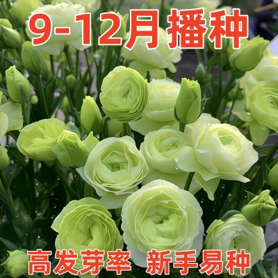 洋桔梗花种子花苗四季种易活室内室外开花种孑盆栽花卉花种籽花籽