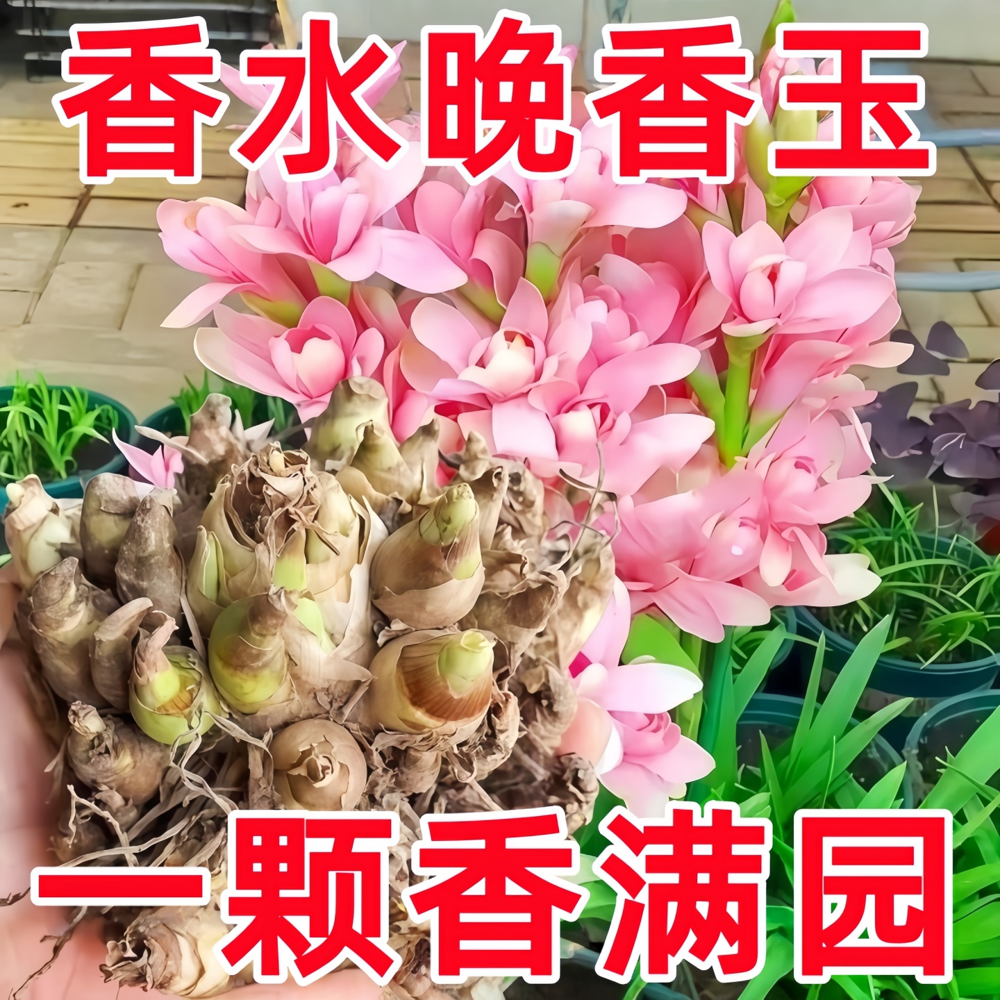 晚香玉种球带花苞特大号阳台花卉绿植盆栽懒人适合养的花庭院植物