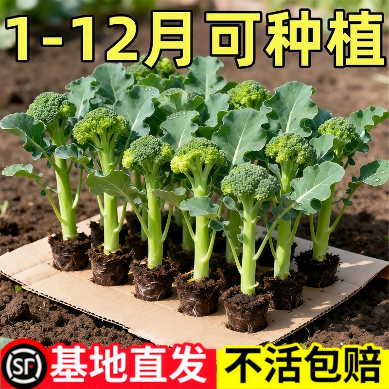 西兰花苗花菜苗秋冬盆栽大白菜绿甘蓝包秧苗蔬菜苗西蓝苔秧苗种子