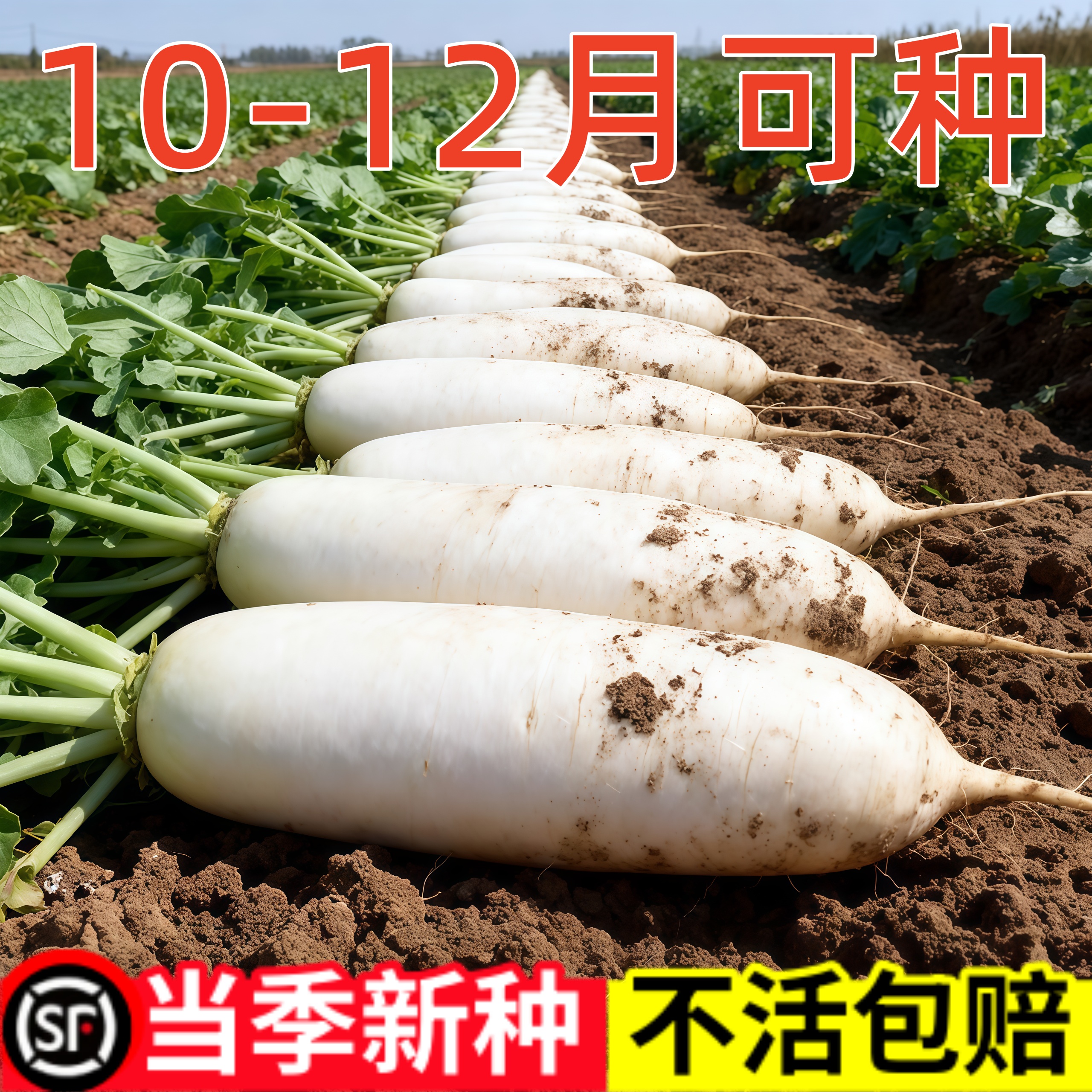 萝卜种子白萝卜种子籽高产早熟不糠心耐热耐寒蔬菜种子大全