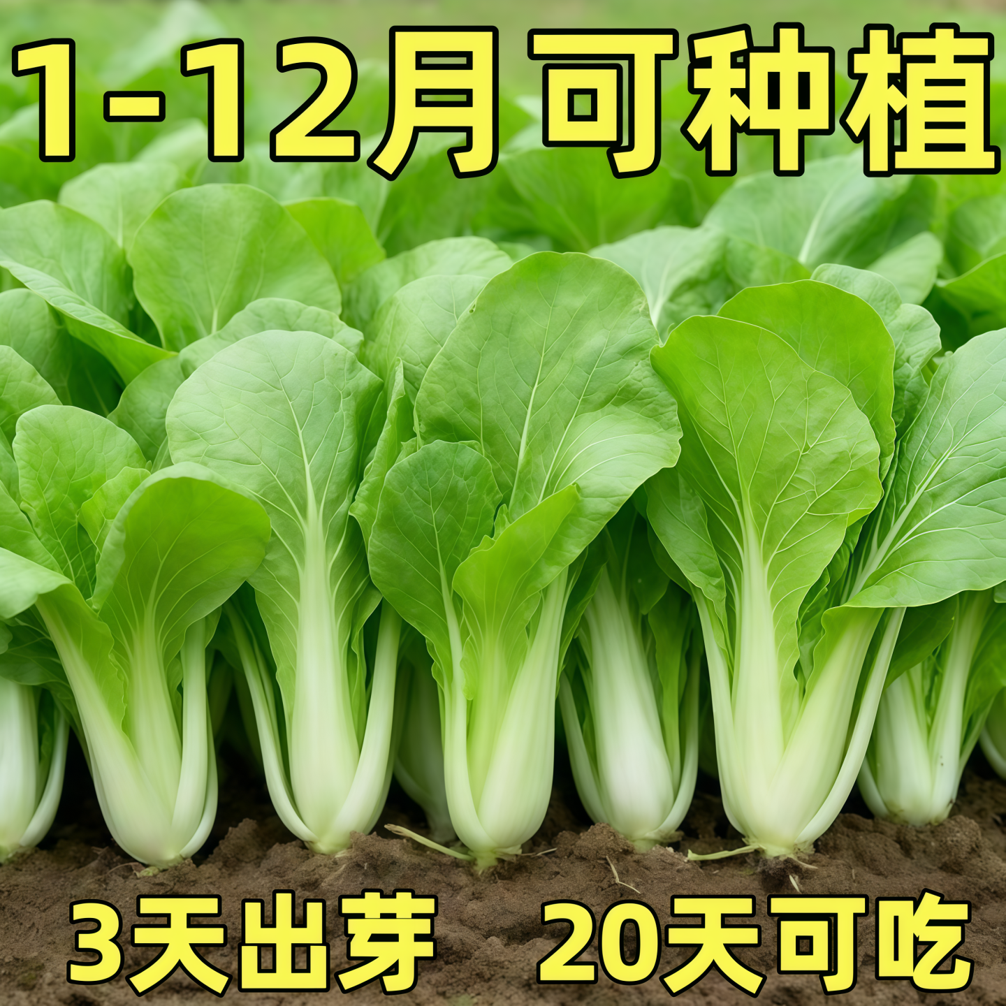 四季奶油小白菜耐热耐寒速生阳台小青菜庭院盆栽四季蔬菜快菜种籽