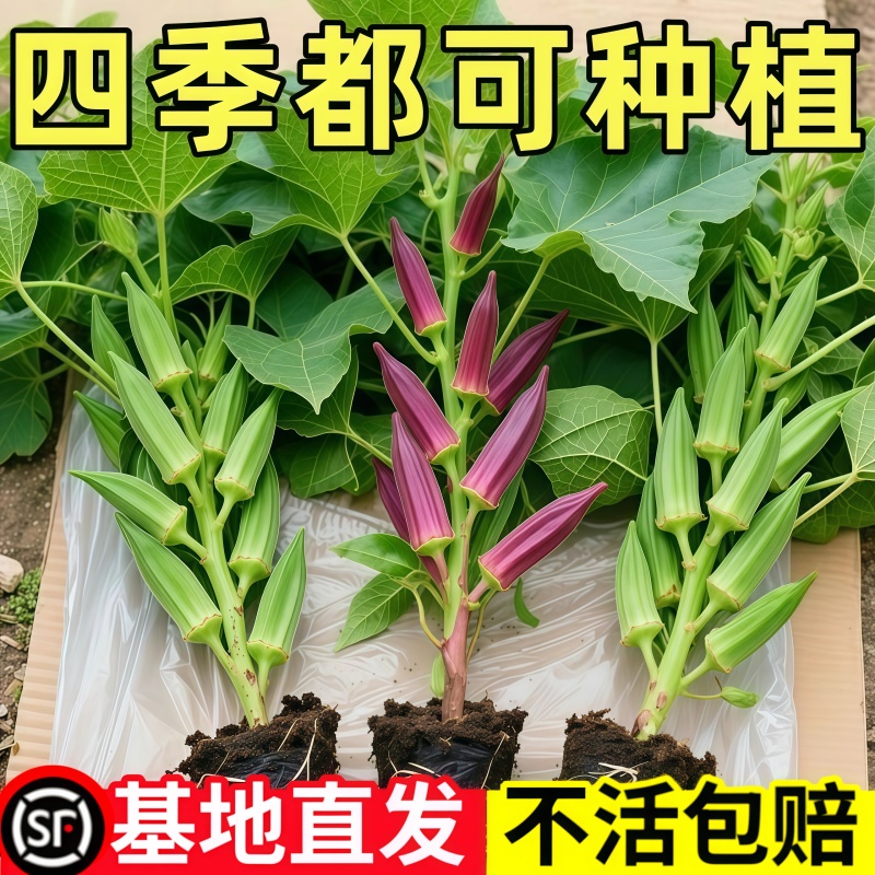 水果秋葵苗大苗带土老品种各种四季农家新鲜蔬菜秧苗阳台庭院植物